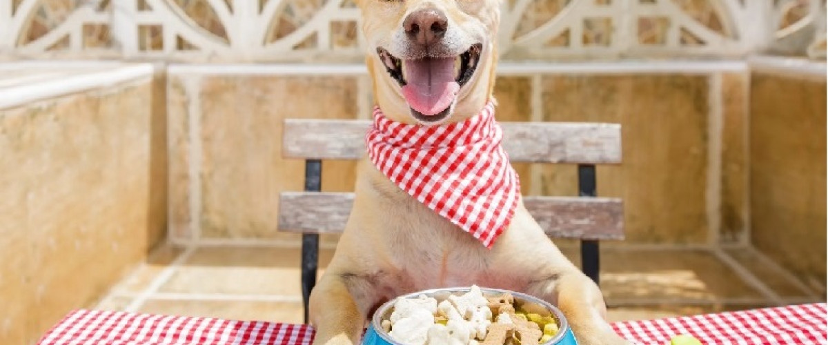 Oregon, coppia vince alla lotteria ma il biglietto... lo mangia il cane!