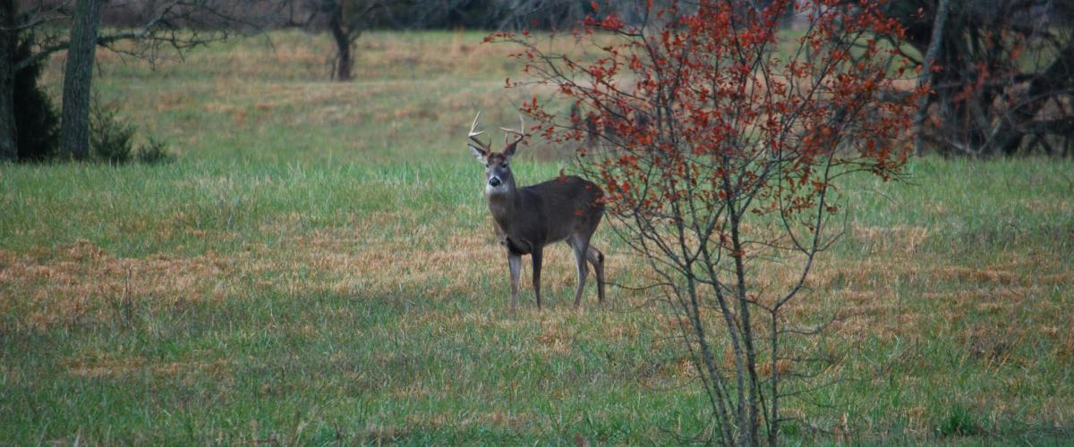 Un uomo del Kentucky vince il jackpot della lotteria online da $1,1 milioni durante una caccia al cervo