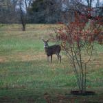 Un uomo del Kentucky vince il jackpot della lotteria online da $1,1 milioni durante una caccia al cervo